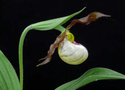 Cypripedium x Andrewsii