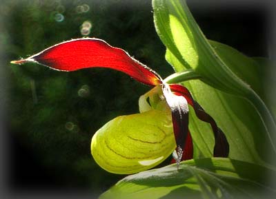 Cypripedium calceolus