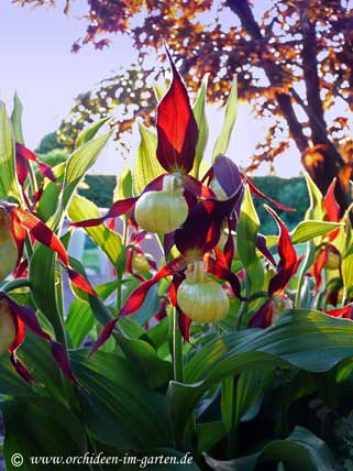 Cypripedium calceolus 2008