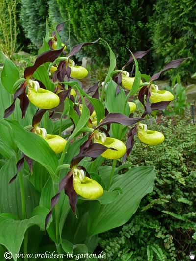 Cypripedium calceolus