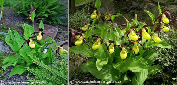 Cypripedium calceolus 2002