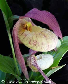 Cypripedium Hybride 'Michael'