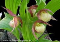 Cypripedium Hybride 'Michael'