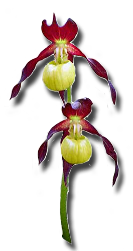 Cypripedium calceolus - Marienfrauenschuh