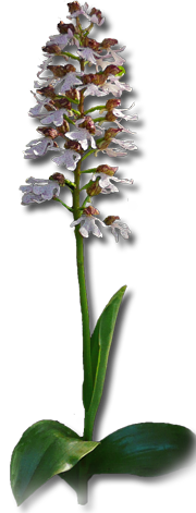 Orchis purpurea - Purpur-Knabenkraut