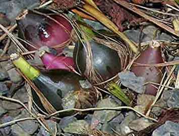 Bulben Pleione formosana