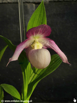 Cypripedium x ventricosum