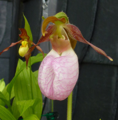 Cypripedium acaule - Bild vom 11.05.2015