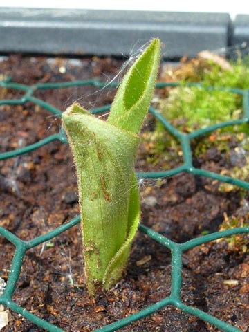 Cypripedium acaule im Austrieb - Bild vom 23.04.2014