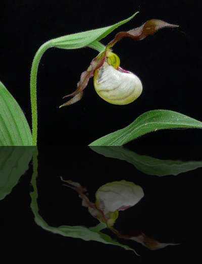 Cypripedium x Andrewsii