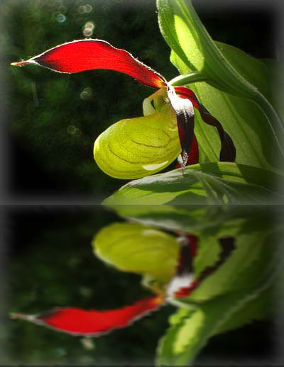 Cypripedium calceolus