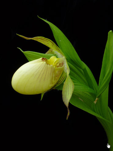 Cypripedium fasciolatum