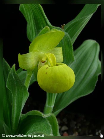 Cypripedium flavum