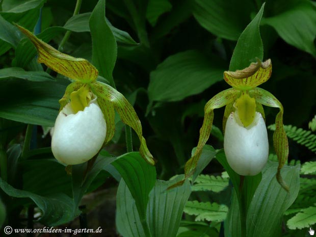 Cypripedium Hybr. 'Ivory'