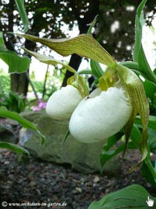 Cypripedium Hybr. 'Ivory'