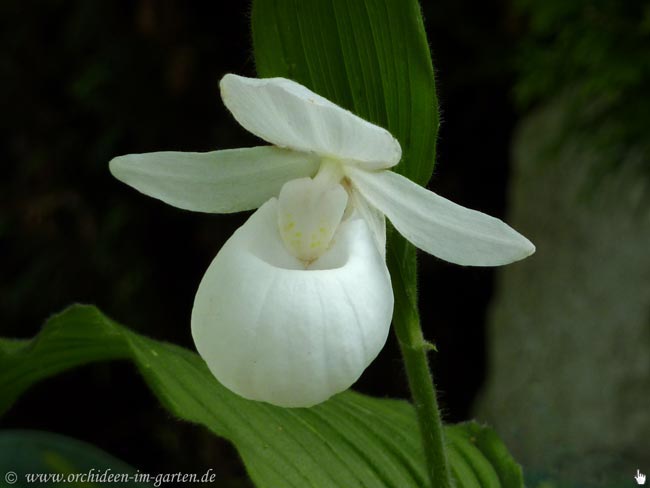 Cyp. reginae alba, Aufnahme vom 28.05.2011, seit 2009 im Bestand
