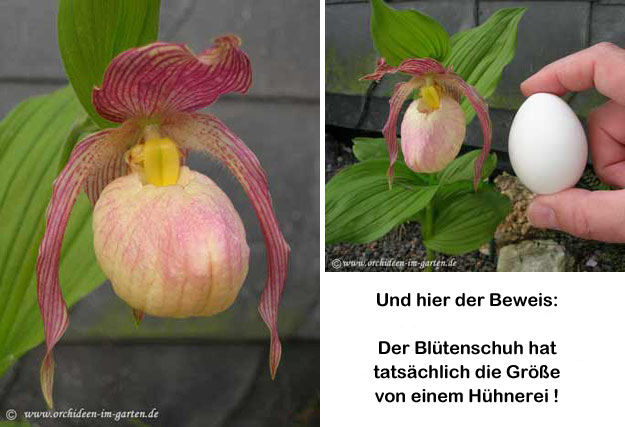 Cypripedium Hybride 'Aki'