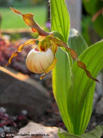 Cypr. Hybride 'Andrewsii' 2007