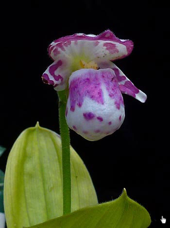 Cypripedium guttatum - Bild vom 23.05.2014