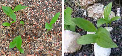 Cypripedium macranthos Jungpflanzen 2006 - 2008