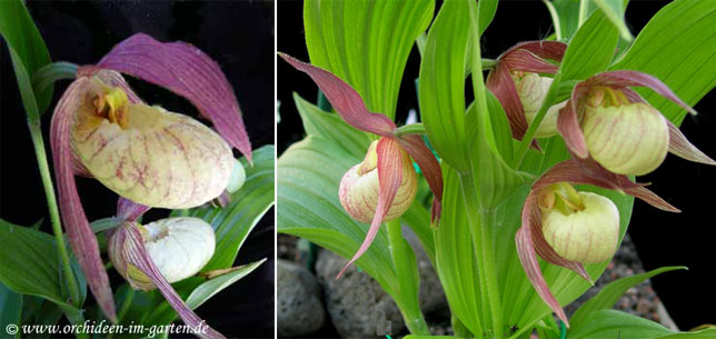 Cypripedium Hybride 'Michael'