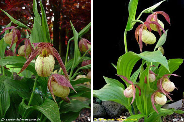 Cypripedium Hybride 'Michael'