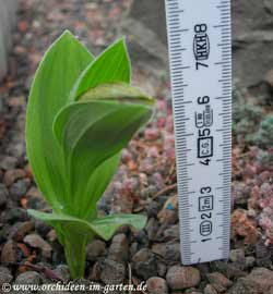 Cyp. planipetalum - wenige Tage vor dem Aufblühen