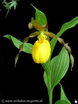 Cypripedium pubescens