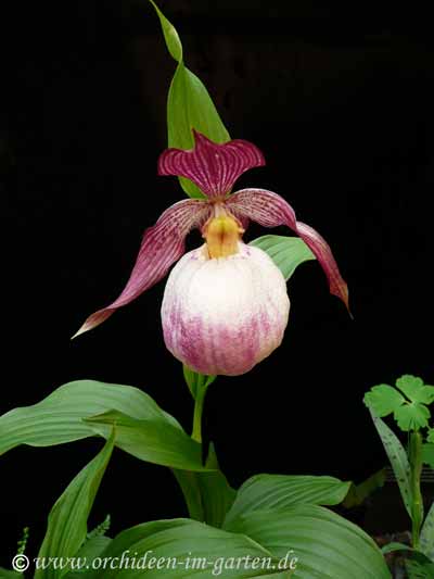 Cypripedium Hybride 'Sabine'