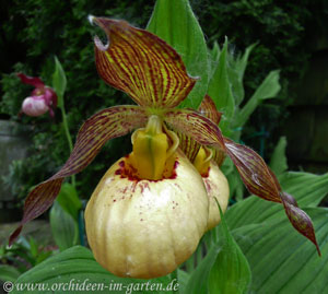 Cypripedium x 'Victoria'