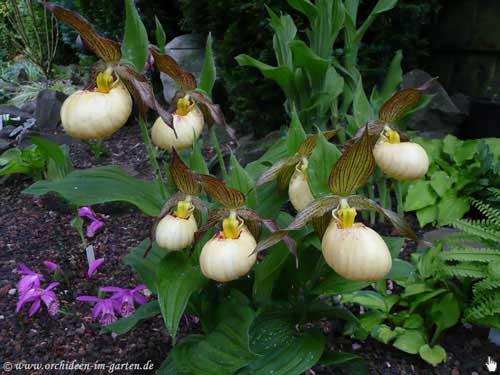 Cypripedium 'Victoria' - Aufnahme vom 04. Mai 2009