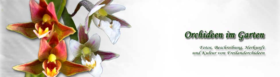 Header der Website Orchideen-im-Garten.de
