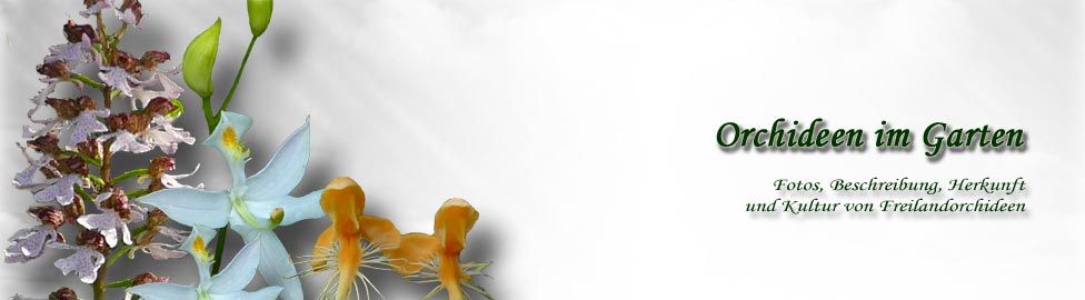 Header der Website Orchideen-im-Garten.de