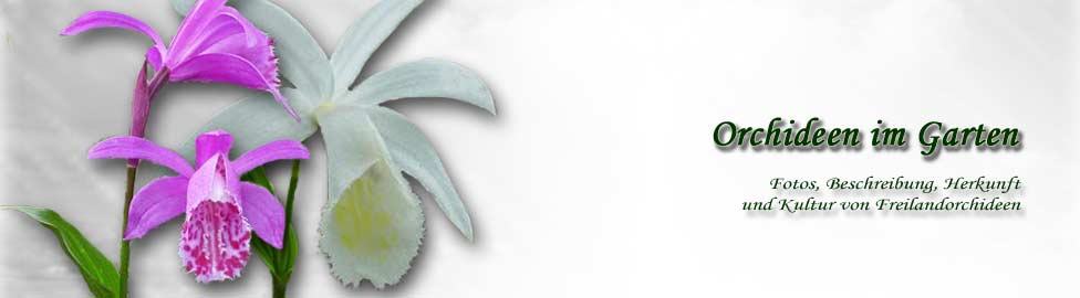 Header der Website Orchideen-im-Garten.de