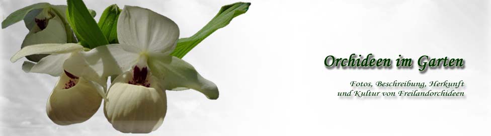 Header der Website Orchideen-im-Garten.de