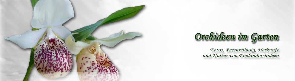 Header der Website Orchideen-im-Garten.de