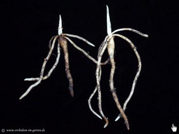 Rhizom Platanthera ciliaris