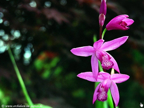 Bletilla striata