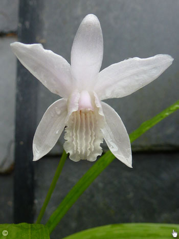 Bletilla striata alba