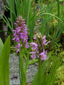 Dactylorhiza majalis