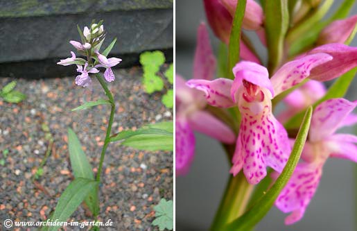 Dactylorhiza Hybride praetermissa x sesquipedalis