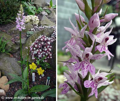 Dactylorhiza majalis x ?