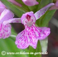 Dactylorhiza kerryensis