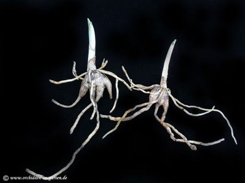 Dactylorhiza maculata - Knolle
