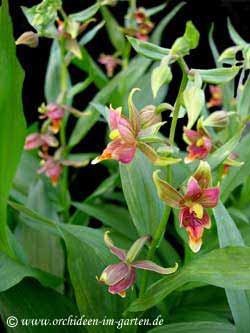 Epipactis gigantea