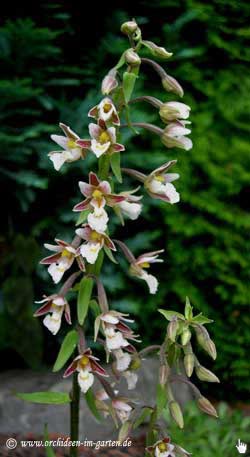 Epipactis palustris