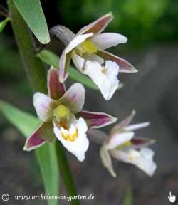 Epipactis palustris