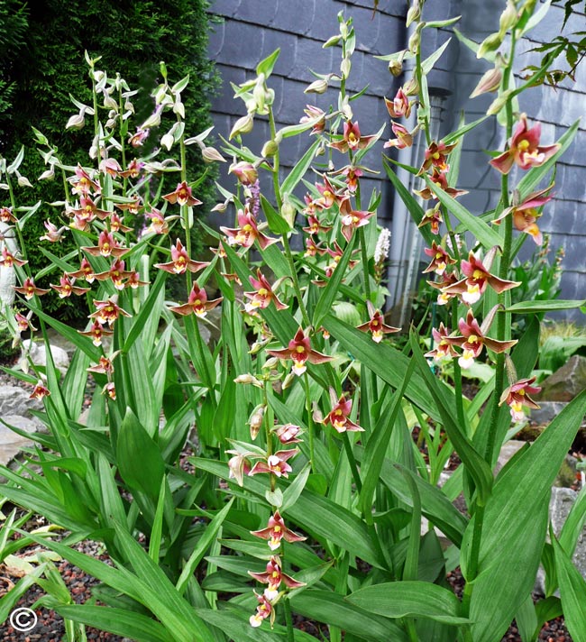 Epipactis 'Sabine'