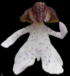 Einzelblüte Orchis purpurea