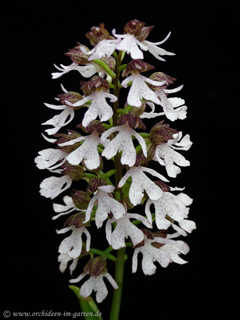 Blütenstand Orchis purpurea